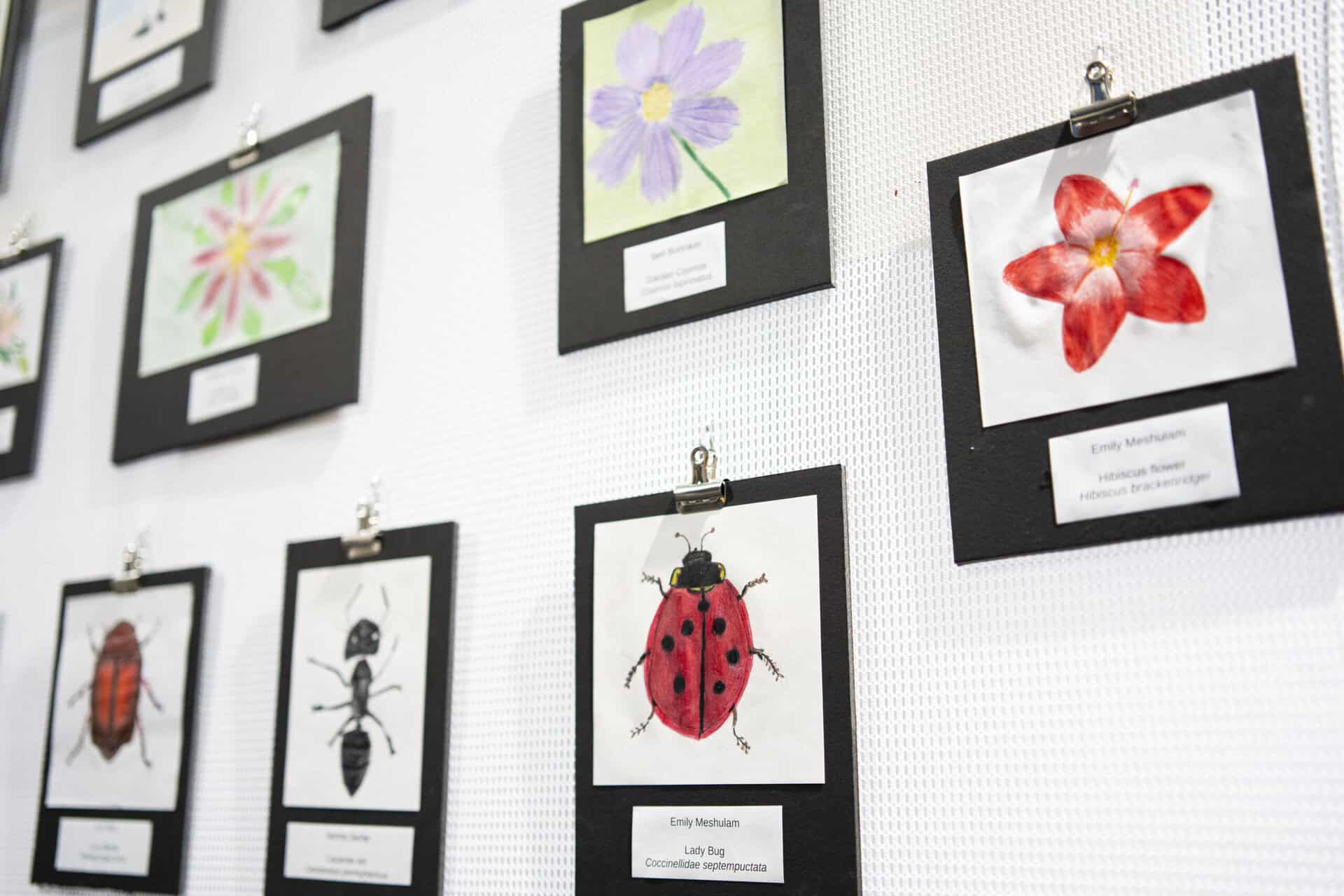 Flow and bug themed paintings hanging on a wall.